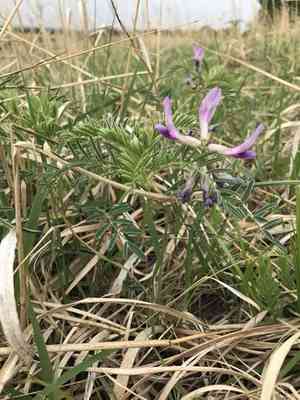 Ground plum(Astragalus crassicarpus)