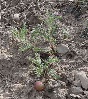 Ground plum(Astragalus crassicarpus)