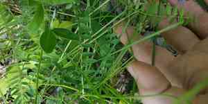 Purple milk-vetch(Astragalus danicus)