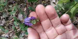 Purple milk-vetch(Astragalus danicus)