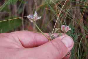 Purple milk-vetch(Astragalus danicus)