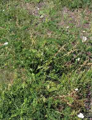 Russian milkvetch(Astragalus falcatus)