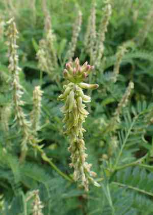 Russian milkvetch(Astragalus falcatus)