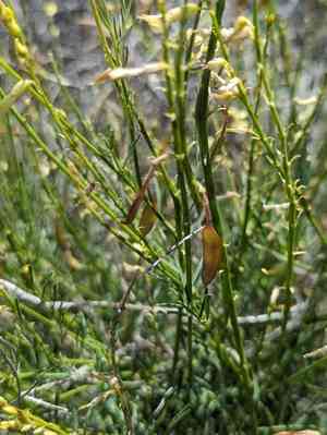 Basalt milkvetch(Astragalus filipes)