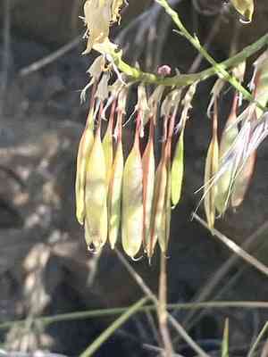 Basalt milkvetch(Astragalus filipes)