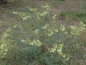 Basalt milkvetch(Astragalus filipes)