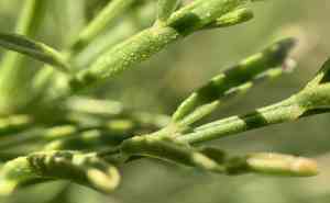 Basalt milkvetch(Astragalus filipes)