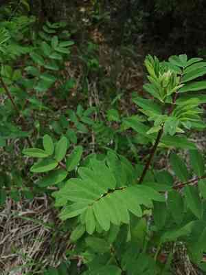 Pallid milk vetch(Astragalus frigidus)
