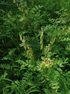 Pallid milk vetch(Astragalus frigidus)