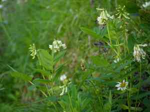Pallid milk vetch(Astragalus frigidus)