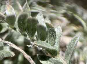Groundcover milkvetch(Astragalus humistratus)