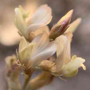 Groundcover milkvetch(Astragalus humistratus)