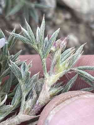 New mexico spiny milkvetch(Astragalus kentrophyta)