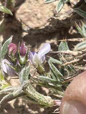 New mexico spiny milkvetch(Astragalus kentrophyta)
