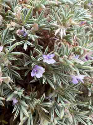 New mexico spiny milkvetch(Astragalus kentrophyta)