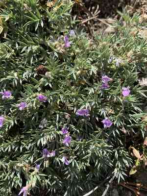 New mexico spiny milkvetch(Astragalus kentrophyta)