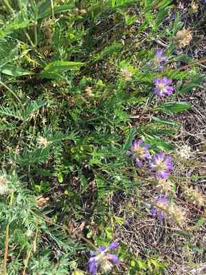 Laxmann's milkvetch(Astragalus laxmannii)