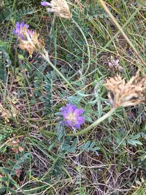 Laxmann's milkvetch(Astragalus laxmannii)