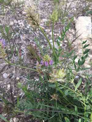 Laxmann's milkvetch(Astragalus laxmannii)