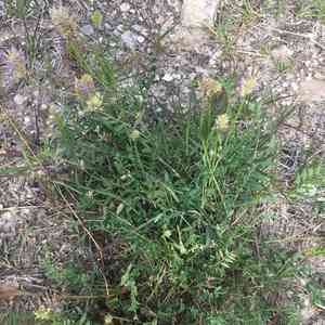 Laxmann's milkvetch(Astragalus laxmannii)