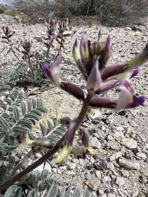 Widow's milkvetch(Astragalus layneae)