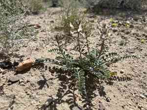 Widow's milkvetch(Astragalus layneae)