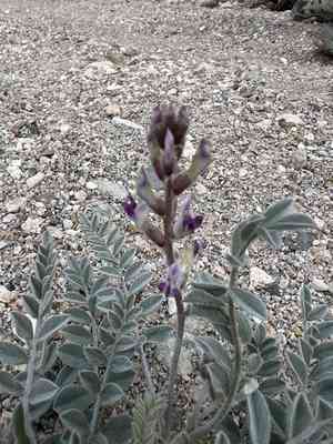 Widow's milkvetch(Astragalus layneae)
