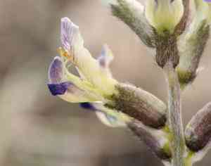 Widow's milkvetch(Astragalus layneae)