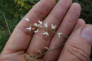 Astragalus melilotoides(Astragalus melilotoides)