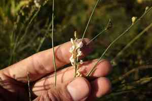 Astragalus melilotoides(Astragalus melilotoides)