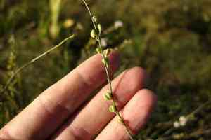 Astragalus melilotoides(Astragalus melilotoides)