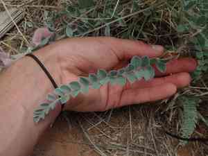 Woolly Locoweed(Astragalus mollissimus)