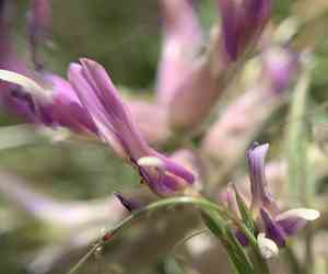 Woolly Locoweed(Astragalus mollissimus)