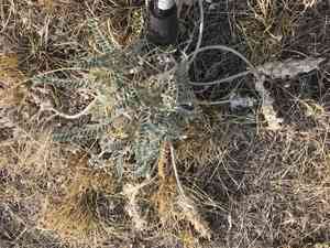 Woolly Locoweed(Astragalus mollissimus)