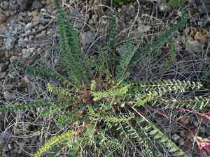 Montpellier milk vetch(Astragalus monspessulanus)