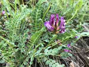 Montpellier milk vetch(Astragalus monspessulanus)