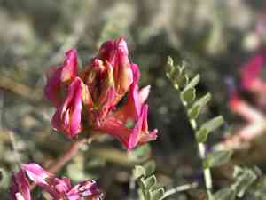 Montpellier milk vetch(Astragalus monspessulanus)
