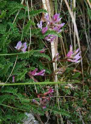 Montpellier milk vetch(Astragalus monspessulanus)