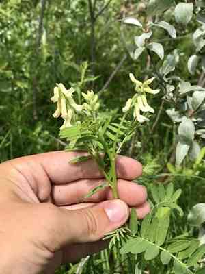 Cooper's milkvetch(Astragalus neglectus)