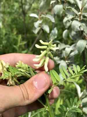 Cooper's milkvetch(Astragalus neglectus)