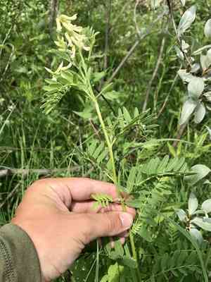 Cooper's milkvetch(Astragalus neglectus)