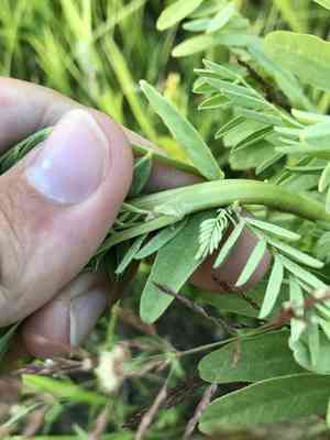 Cooper's milkvetch(Astragalus neglectus)