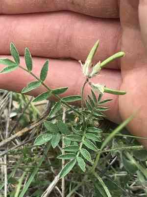 Small-flowered milkvetch(Astragalus nuttallianus)