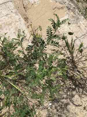 Small-flowered milkvetch(Astragalus nuttallianus)