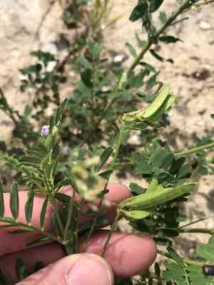 Small-flowered milkvetch(Astragalus nuttallianus)