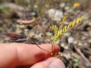 Small-flowered milkvetch(Astragalus nuttallianus)