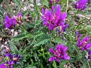 Sainfoin milk vetch(Astragalus onobrychis)
