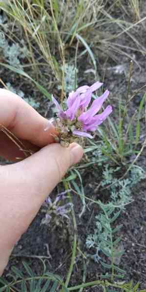 Sainfoin milk vetch(Astragalus onobrychis)