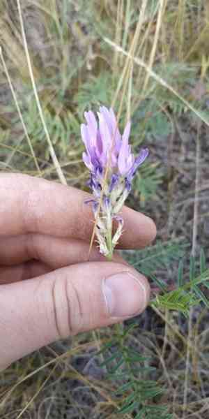 Sainfoin milk vetch(Astragalus onobrychis)