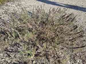 Sainfoin milk vetch(Astragalus onobrychis)